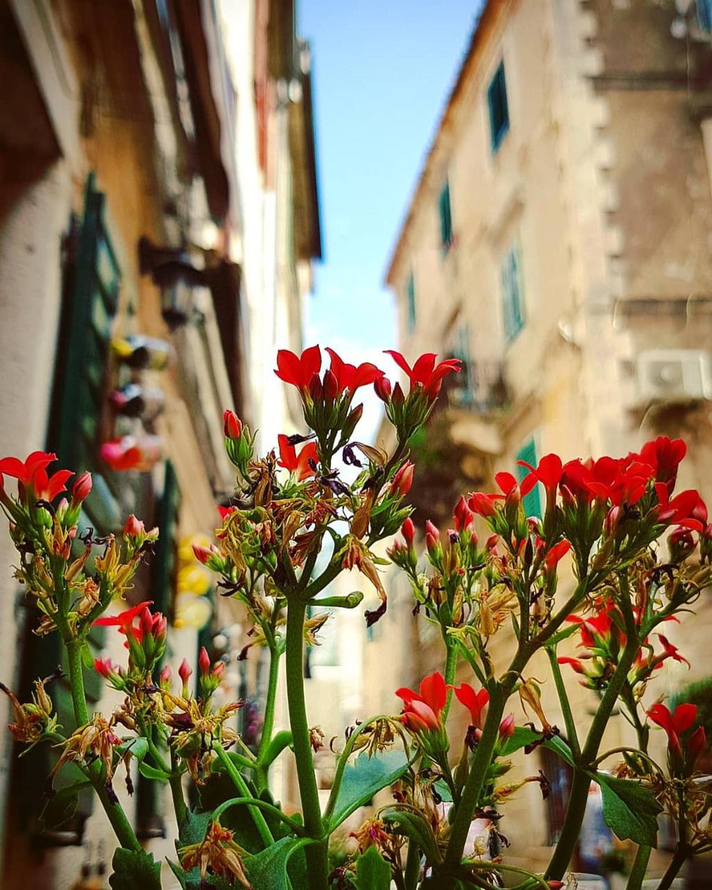 Kotor Bagus - Cozy Boutique Old Town Studio With Seaview Terrace Exteriör bild